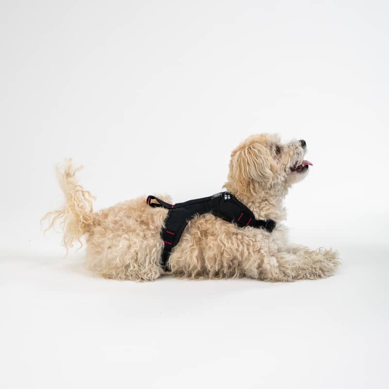 Dog Harness for city dogs CASU3-1