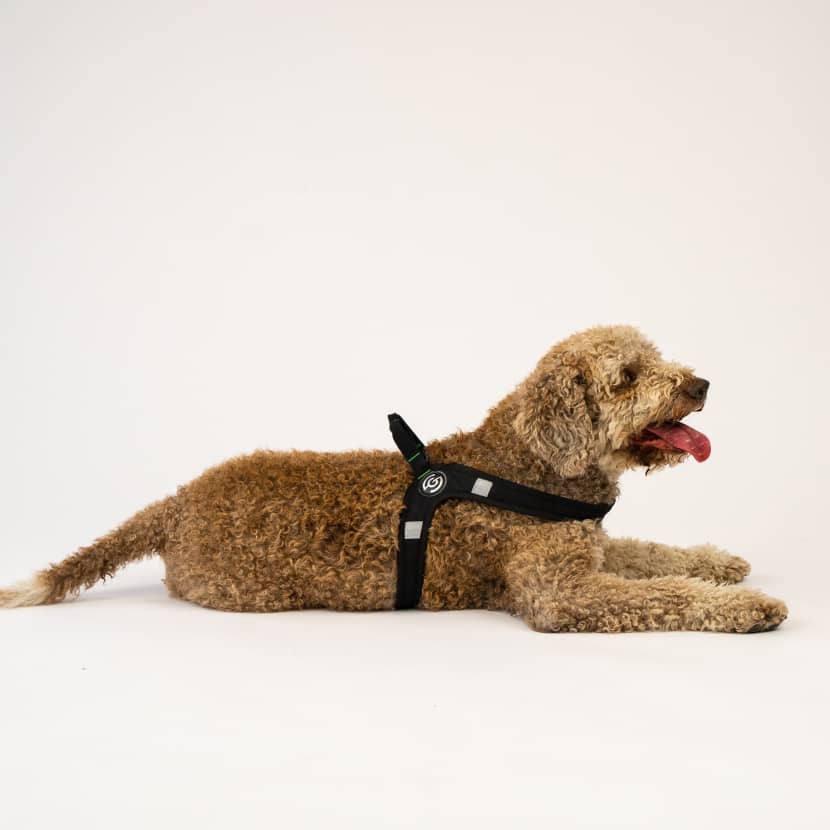 Harness for dogs who hate harnesses CASU1-5