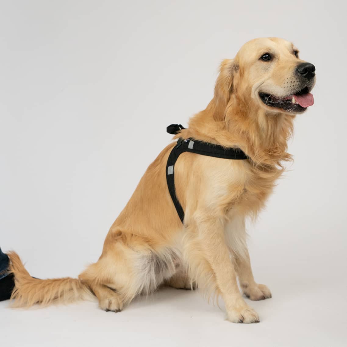 Harness for dogs who hate harnesses CASU1-7