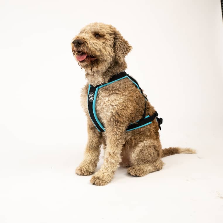 Dog Harness for running GOTO1-4