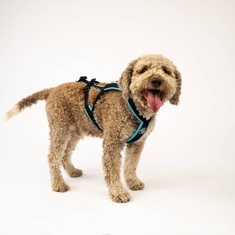 Dog Harness for running GOTO1-1