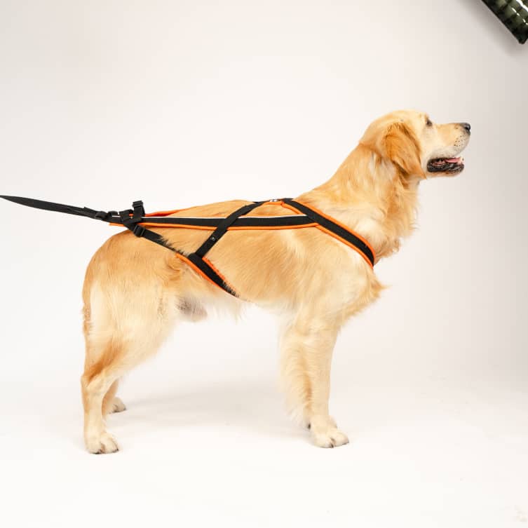 Dog Harness for running GOTO1-2