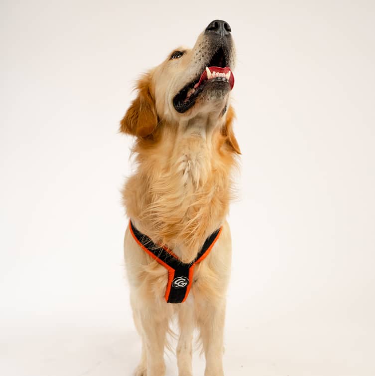 Dog Harness for running GOTO1-3